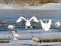 Cygne chanteur 9226